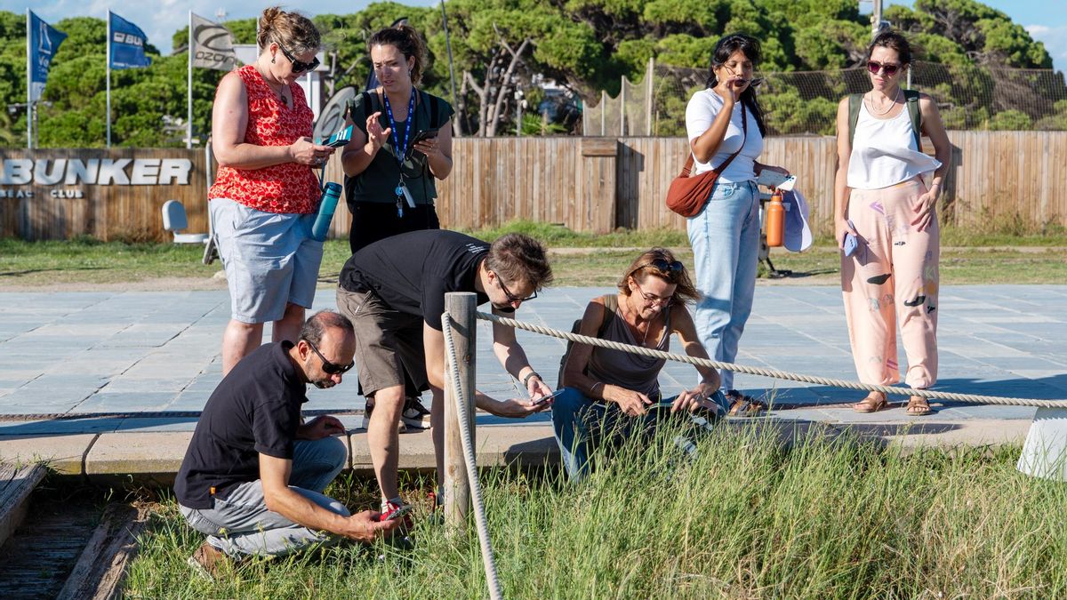 La ciencia ciudadana permite que cualquier persona contribuya a la investigación científica, como sucede en el proyecto BioPlatgesMet, que registra la biodiversidad de dunas y playas metropolitanas.