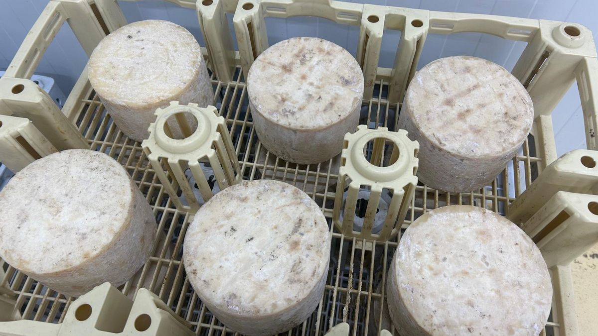 Queso curándose en la cámara