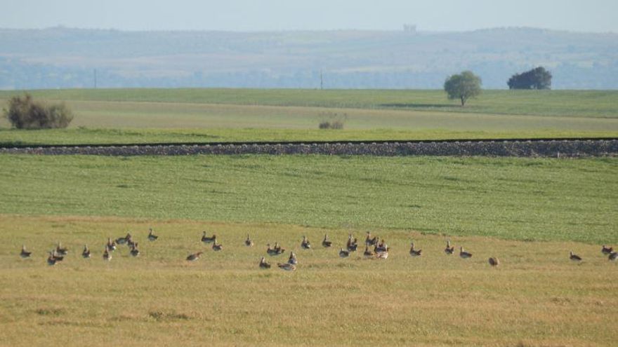 Ecologistas en Acción rechaza las propuestas para el AVE a Lisboa en Toledo por su impacto ambiental y social