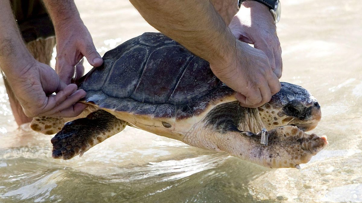 Momento de la puesta en libertad de una tortuga marina en el Parque Nacional de Cabrera.