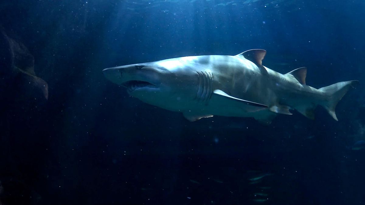 Tiburon toro en BIOPARC Acuario de Gijón/Xixón.