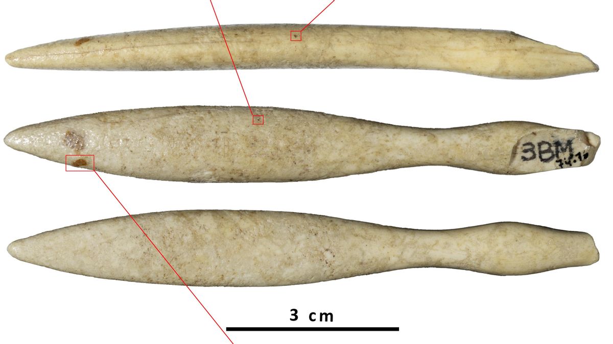 Vista del objeto de marfil de hipopótamo identificado
