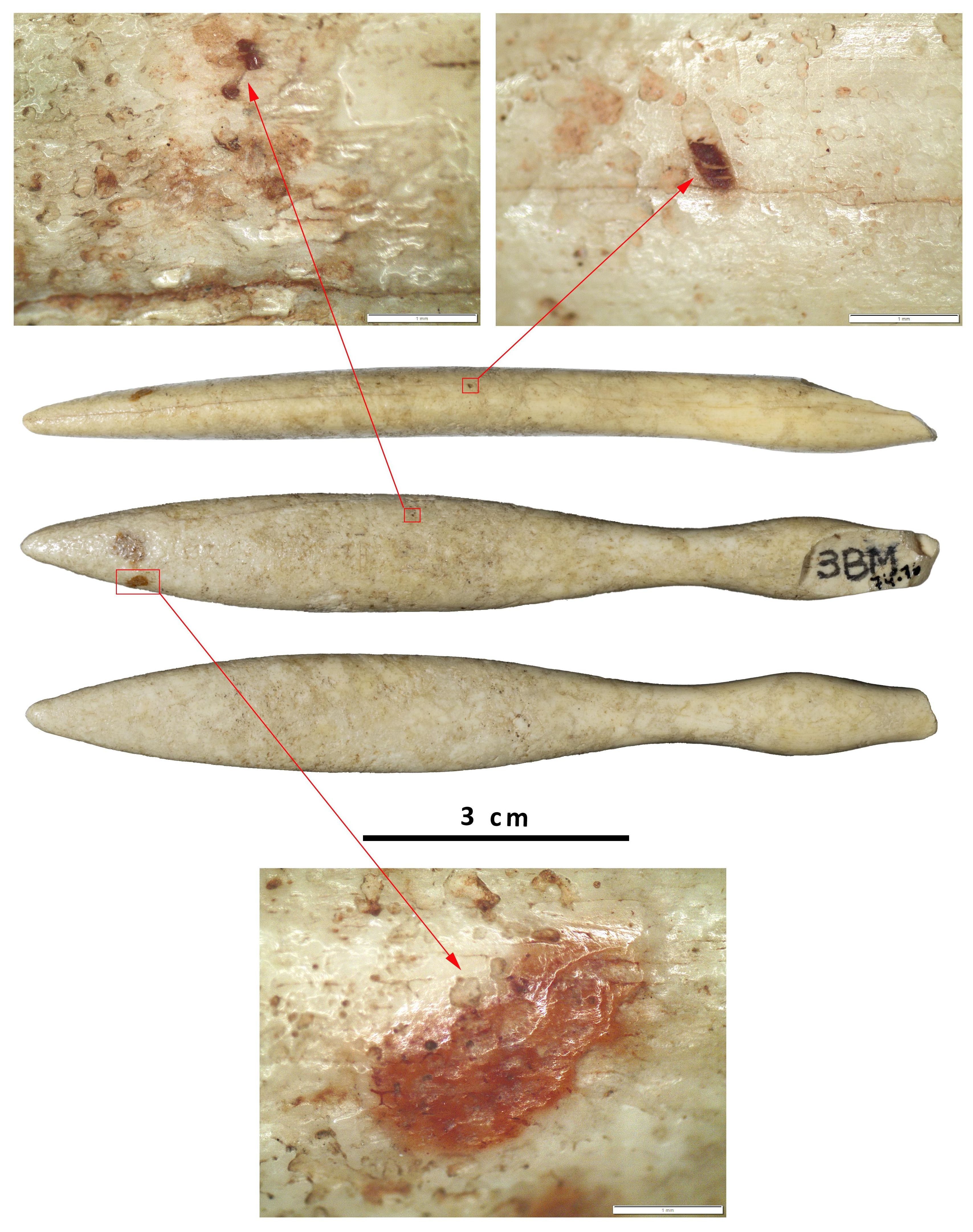 Vista del objeto de marfil de hipopótamo identificado