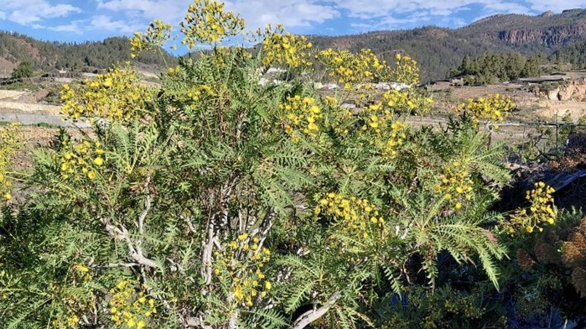 Vilaflor de Chasna: cada vez menos papas y más cerrajas