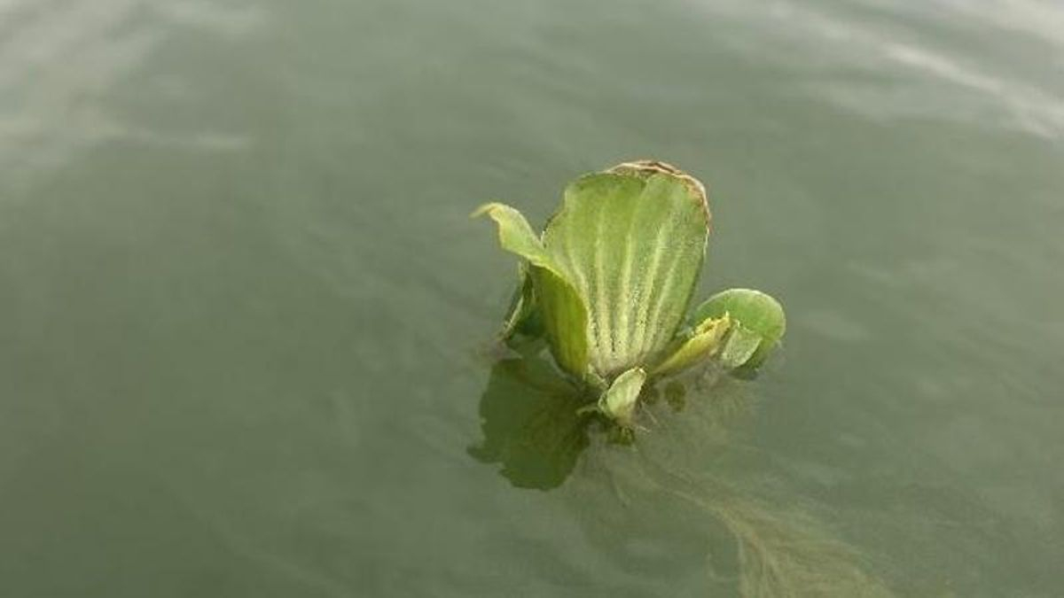Lechuga de agua flotando en las aguas del Guadalquivir.