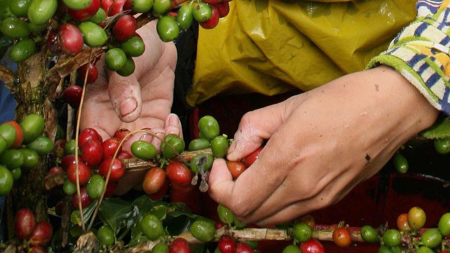 Descifran el genoma del café Arábica y revelan el origen de la especie en Etiopía