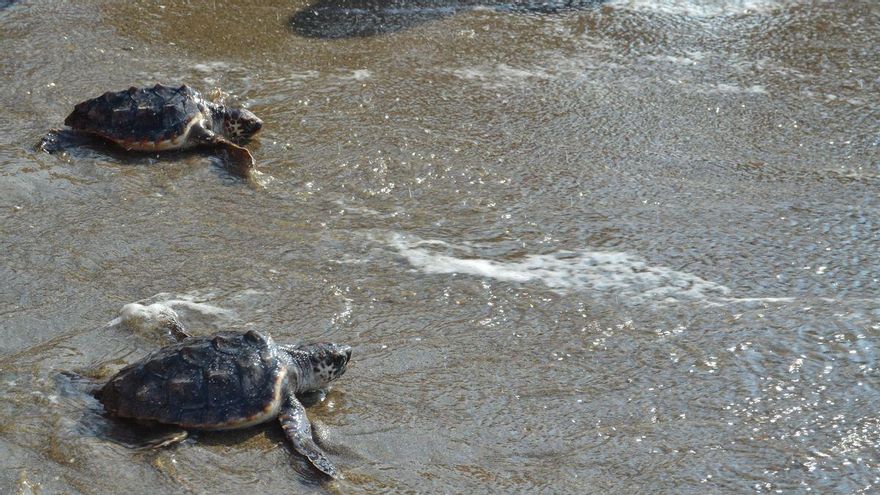 Nidos en la Costa del Sol, la reacción "desesperada" de las tortugas ante un cambio climático que recalienta el mar