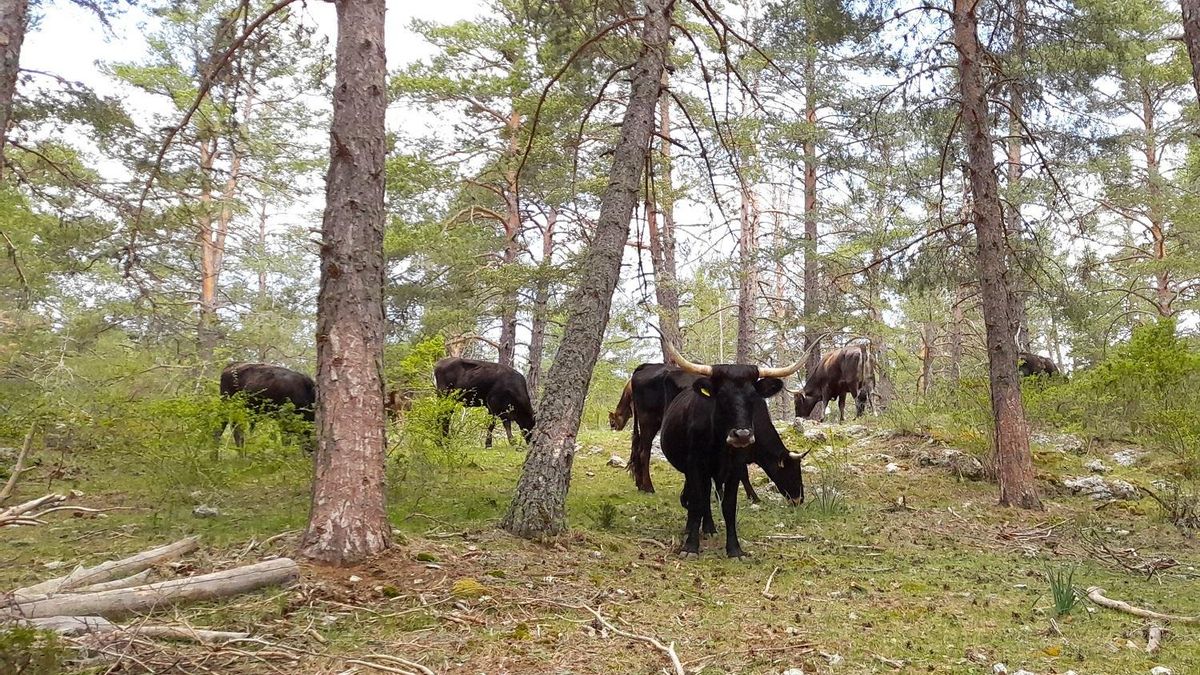La manada de toros libres introducida en Sierra de Albarracín (Teruel), donde ya se aprecian los cambios en el paisaje.