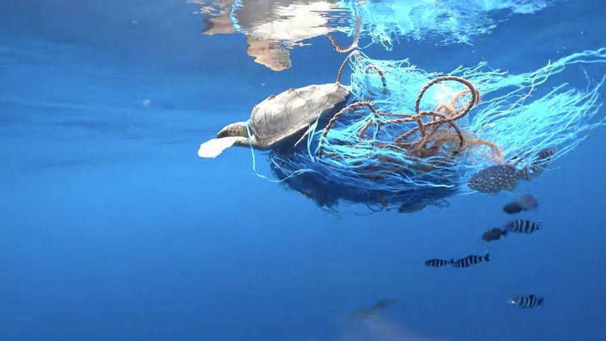 La tortuga atrapada entre rafia y sogas