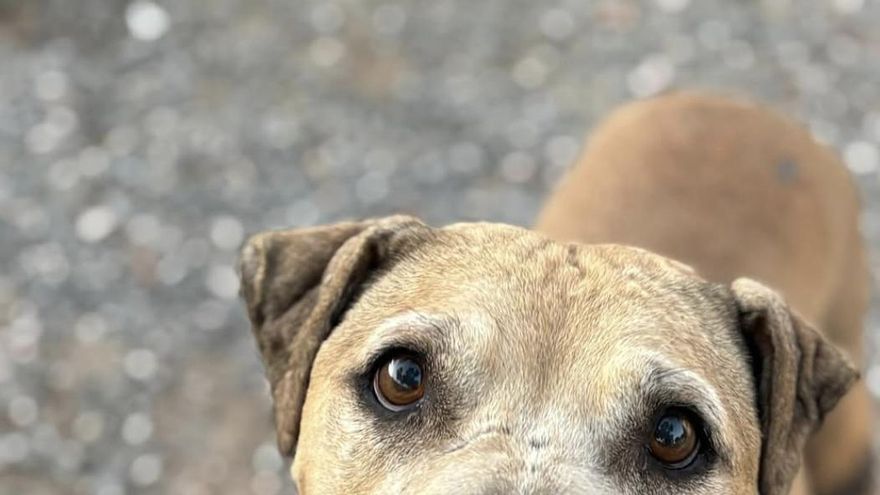 La guerrera Yuca sigue en pie: la perra a la usaban para peleas y la cría y que ahora busca una familia que la cuide