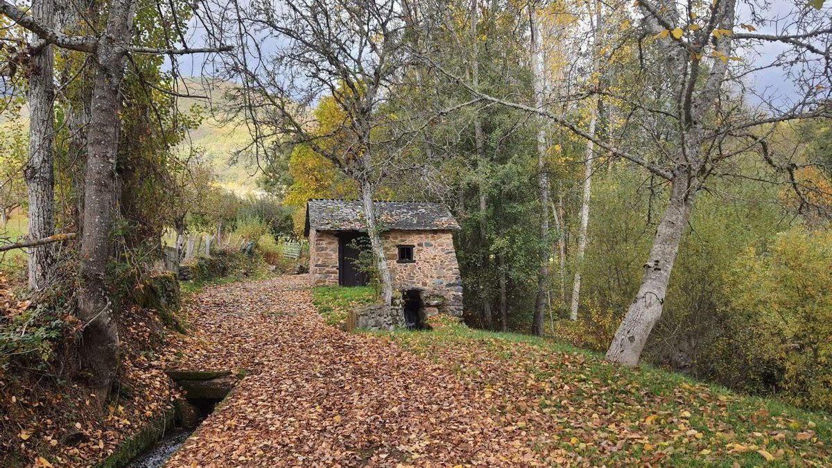 Los ayuntamientos tienen la obligación "diligente" de mantener sus caminos públicos pese ser invadidos por maleza o 'listos'