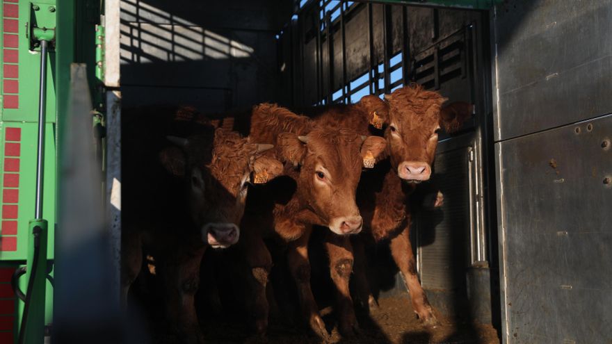 Varias vacas en una explotación ganadera