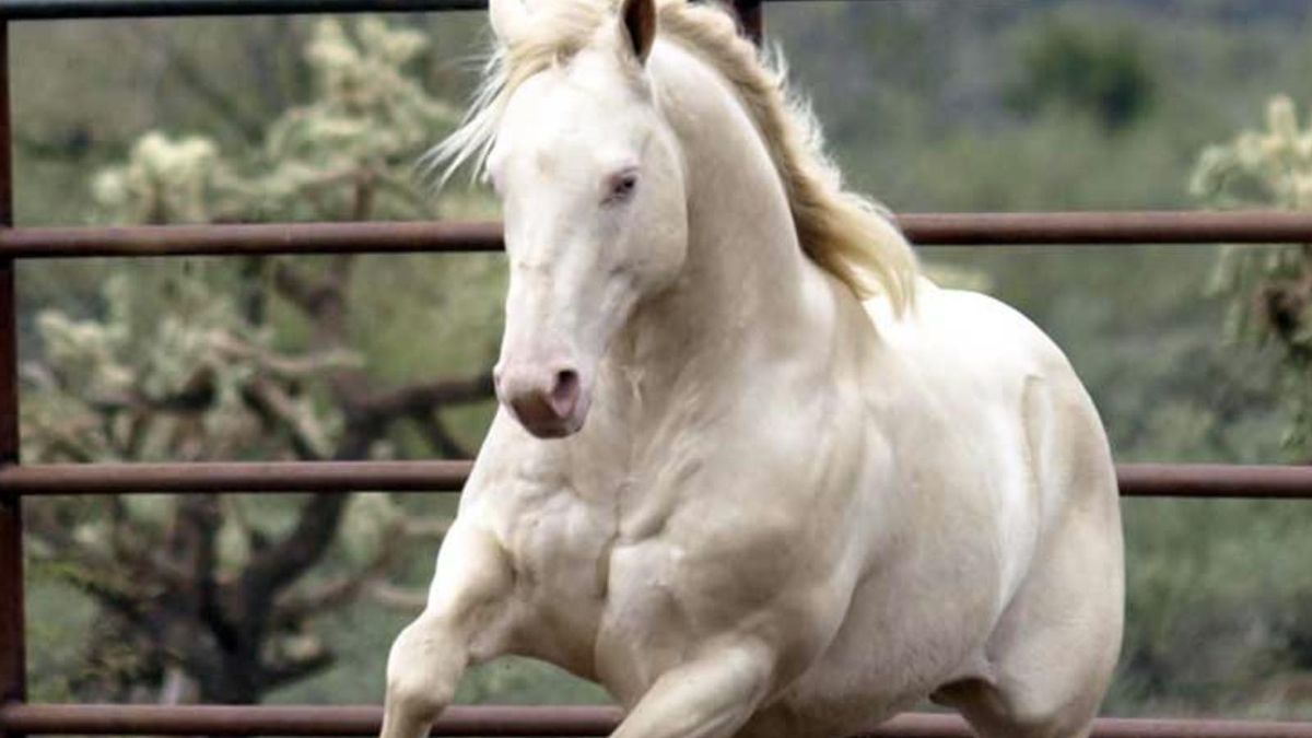 Un detalle en el ADN acabó marcando el rumbo de los caballos y de la historia humana