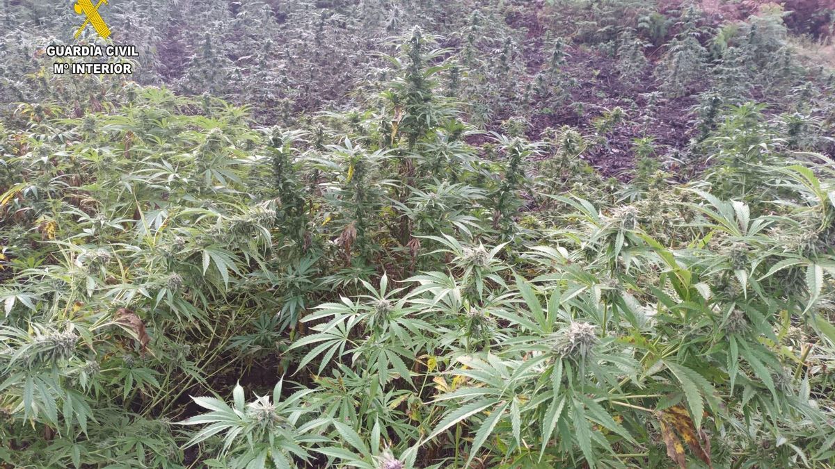 Archivo - Plantas de marihuana en imagen de archivo.