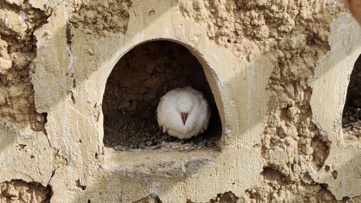 ¿Qué unió a humanos y palomas durante 3.500 años? Un estudio recupera su formidable papel histórico