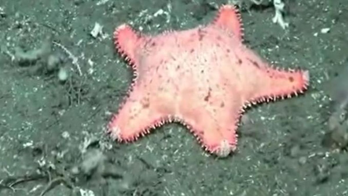 Otra “estrella culona” y un pulpo a mil metros: nuevos hallazgos del CONICET en el fondo del Mar Argentino