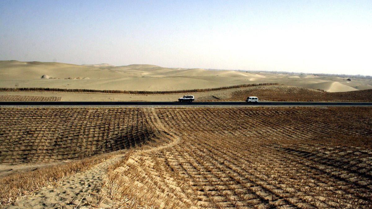 La reforestación masiva de China choca con un problema: 66.000 millones de árboles no crean un bosque natural