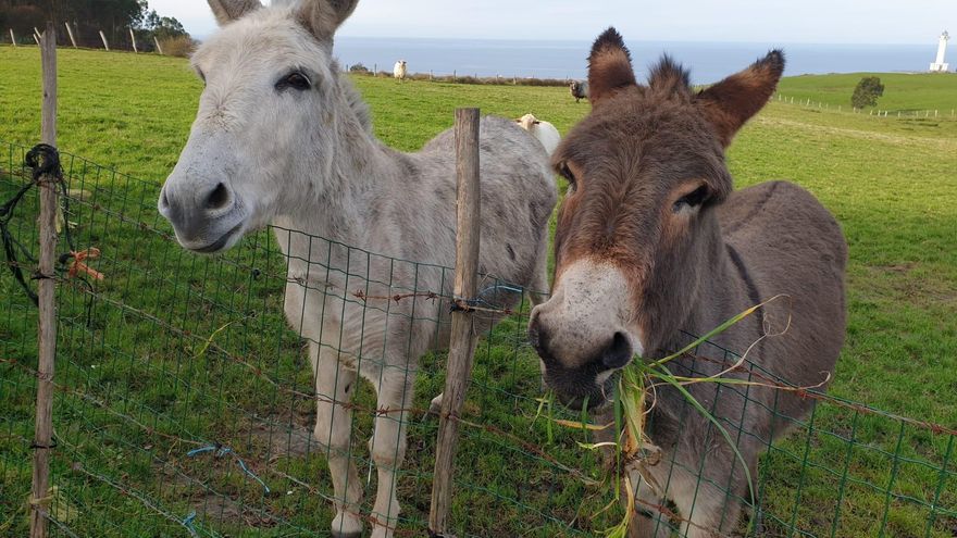 El Gobierno de Cantabria emite informe negativo al Centro de Interpretación del Burro en Tagle