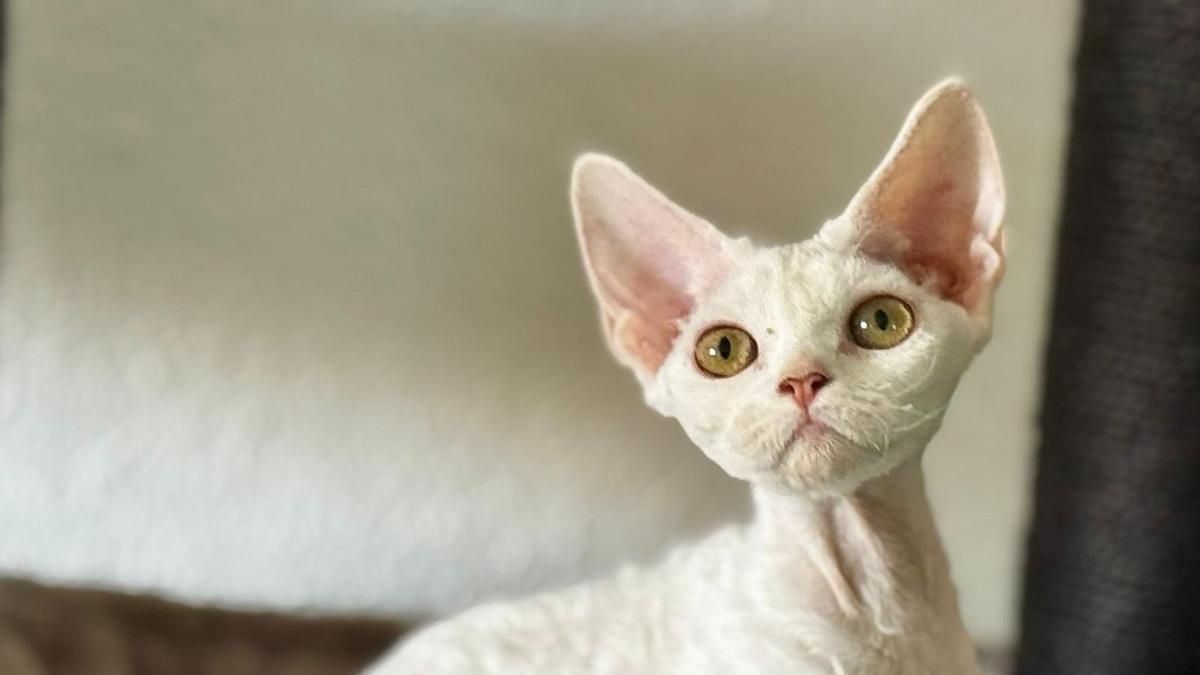 San Andrés reúne este fin de semana a 150 gatos en la Exposición Felina Internacional