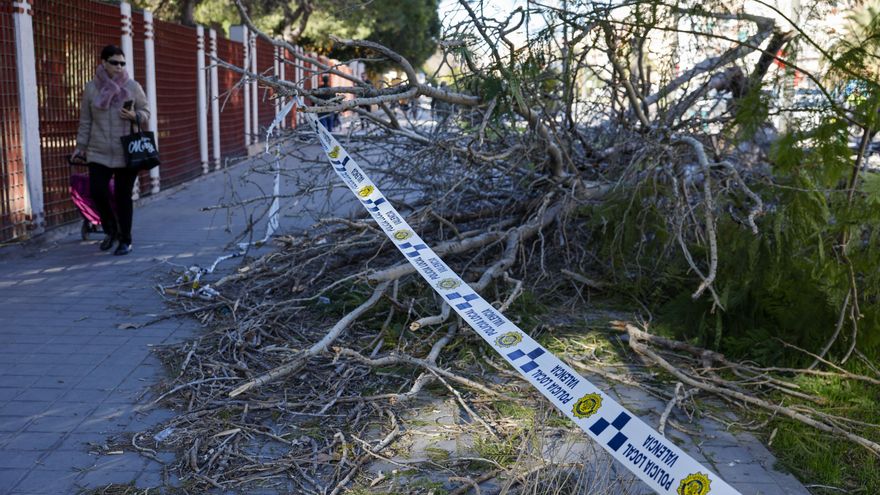 Una persona pasa junto a un árbol caído por el viento en València.