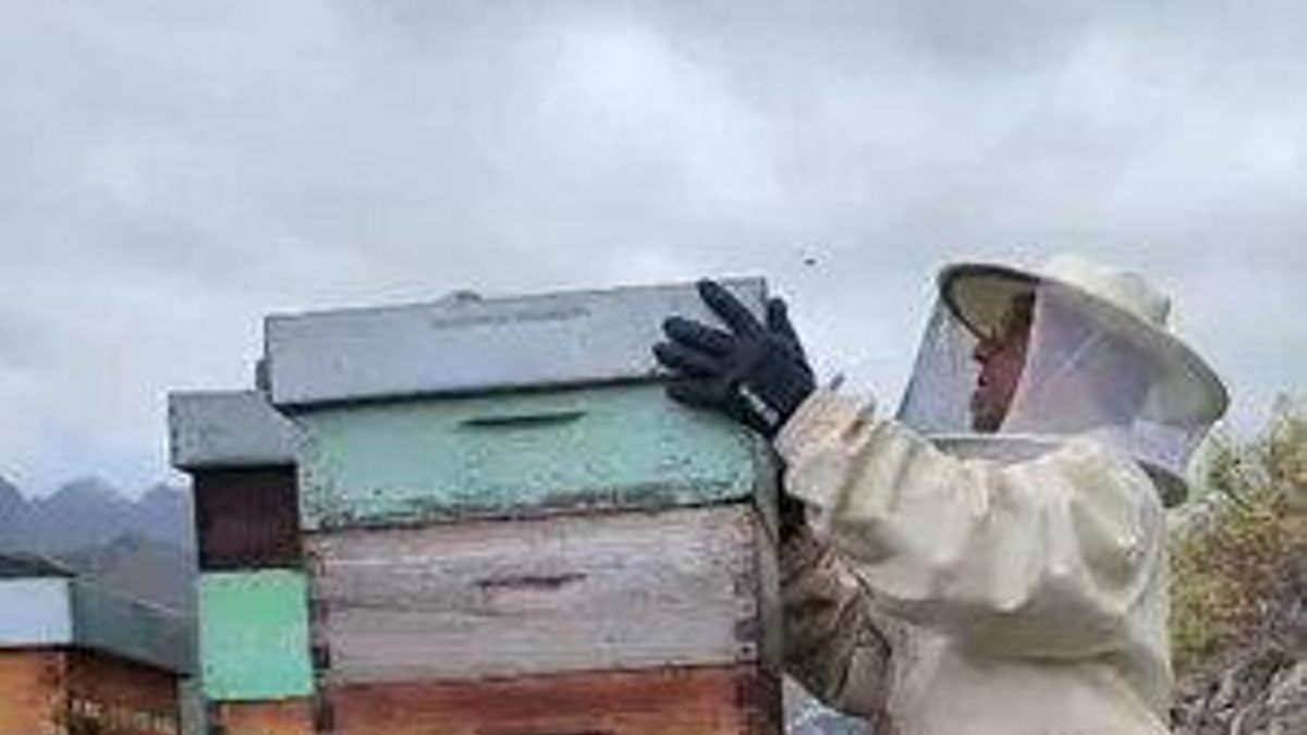 Un buen día para la abeja canaria: el Gobierno reconoce a APIGRANCA como entidad de interés público