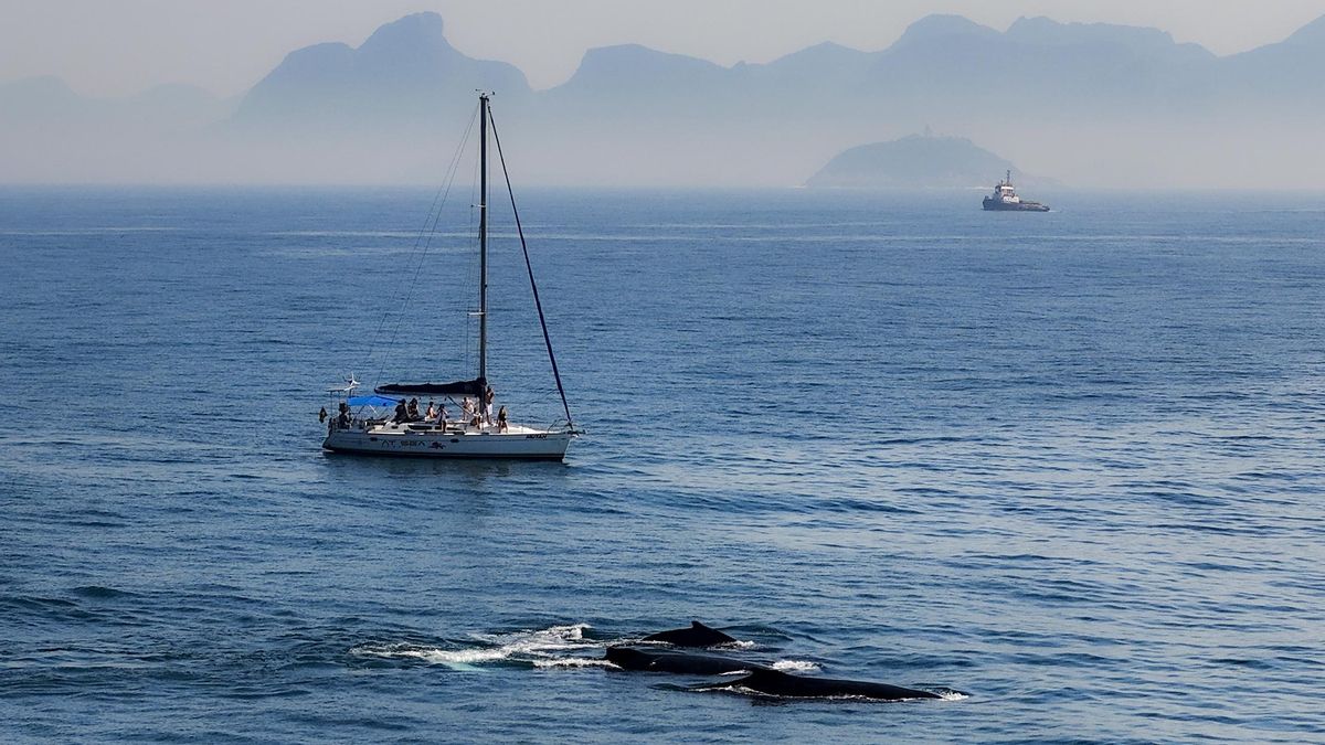 En la imagen de archivo, dos ballenas jorobadas pasean en la costa de Río de Janeiro (Brasil). EFE/ Antonio Lacerda