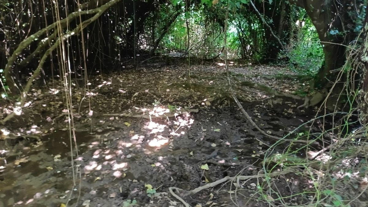 Charca natural del arroyo Bejarano donde se van a retirar sedimentos que la colmatan.
