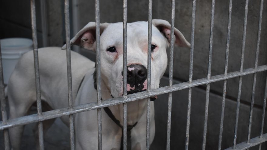 Una mujer resulta herida grave al ser atacada por un perro de raza peligrosa