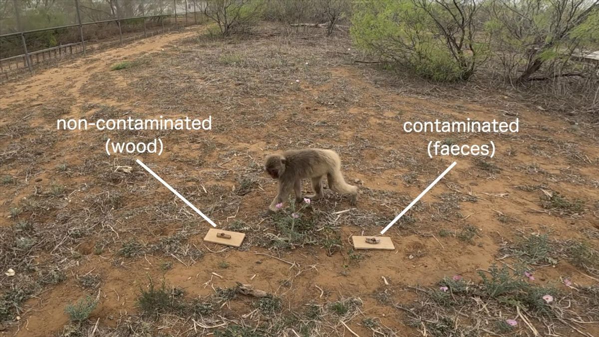 El macaco tenía que elegir entre las dos muestras ofrecidas