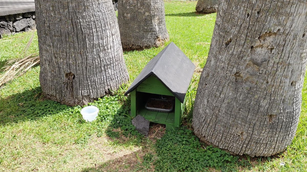 La Asociación para la Conservación de la Biodiversidad solicita incorporar representación conservacionista en la Mesa de Bienestar Animal de La Palma