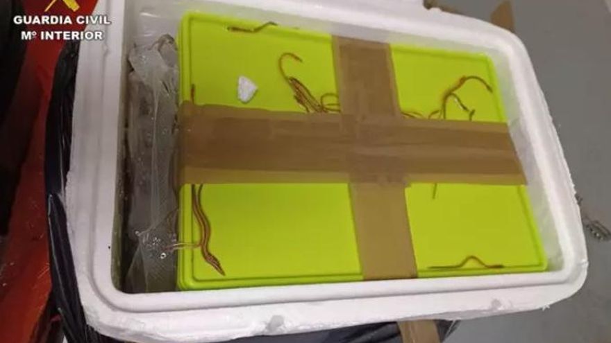 Detenida en Barajas una mujer que traficaba con 30 kilos de angulas vivas en dos maletas