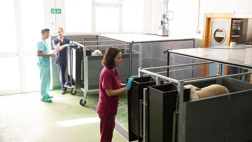 Trabajos con rumiantes para la reducción de emisiones de gases de efecto invernadero