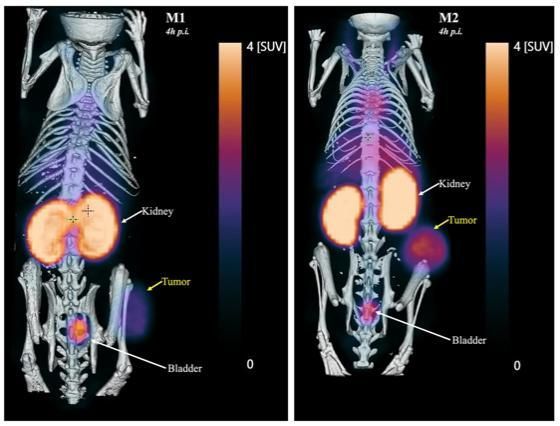 Imágenes del efecto de las moléculas brillantes en ratones