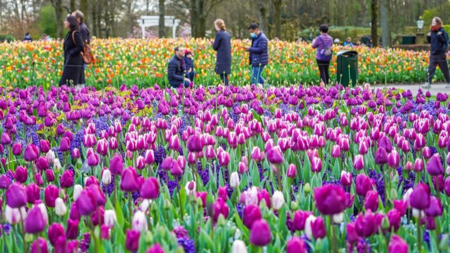 Dónde y cómo disfrutar de la temporada de tulipanes holandeses el próximo 2026