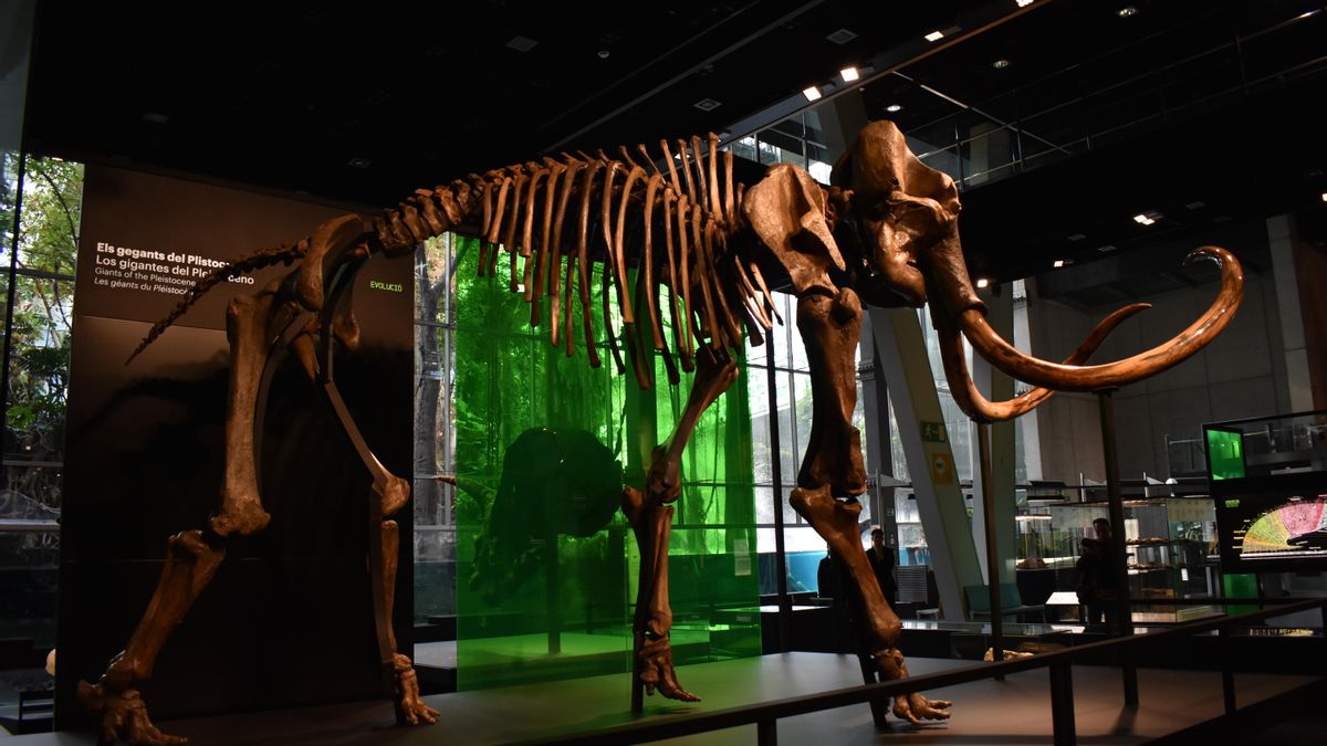 Este esqueleto de mamut lanudo es el más completo y el mejor conservado en toda España.