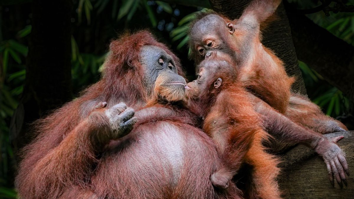 Cinco orangutanes bebés aparecen en un bosque de India y todo apunta a una trama de tráfico ilegal