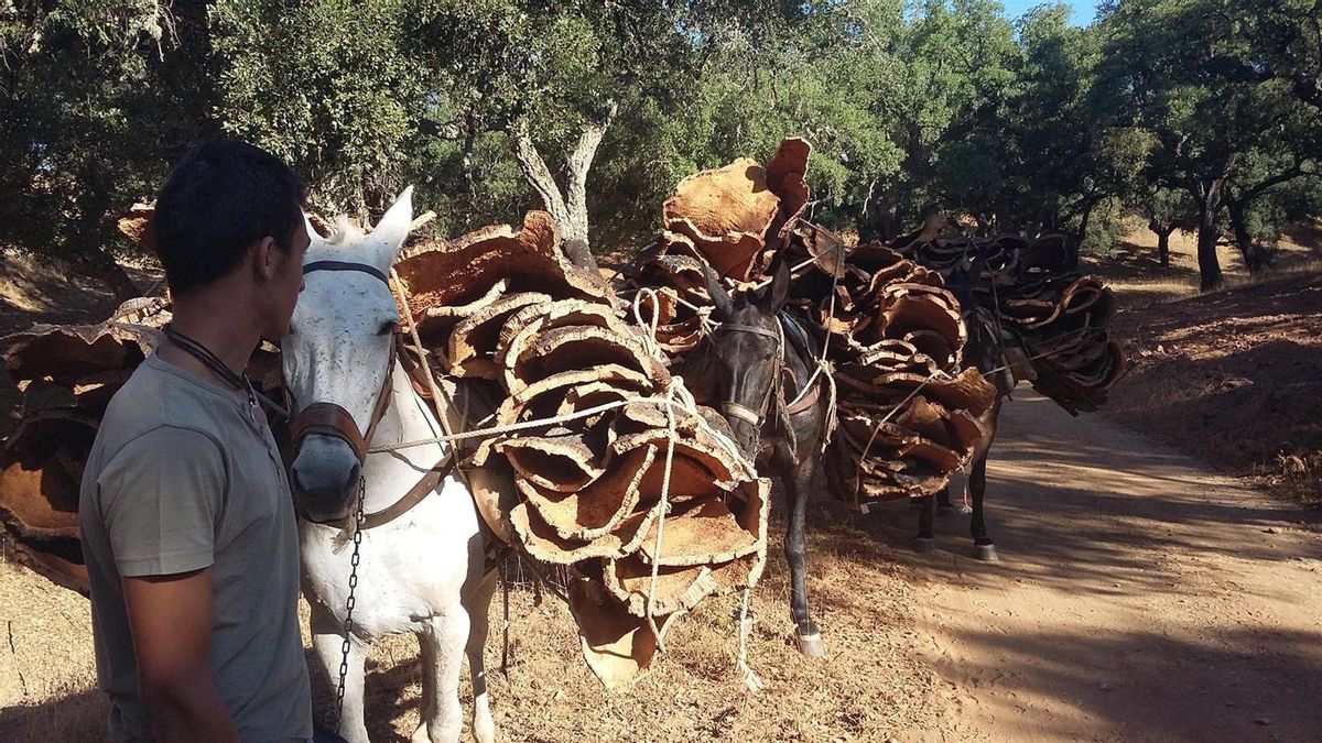 Asaja Córdoba advierte de la caída del precio del corcho y las consecuencias tras varios años de sequía