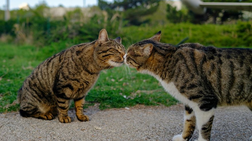 ¿Una mejor comunicación entre mamíferos? La ciencia estudia la razón por la que algunos animales se besan 'nariz con nariz'