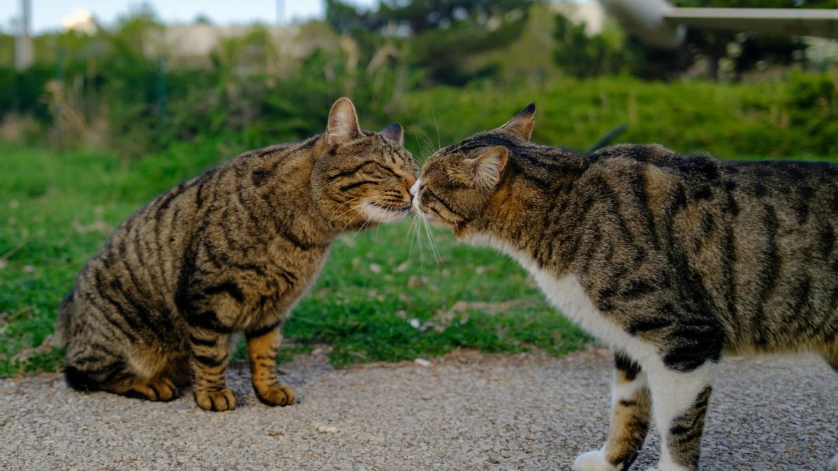 ¿Una mejor comunicación entre mamíferos? La ciencia estudia la razón por la que algunos animales se besan 'nariz con nariz'