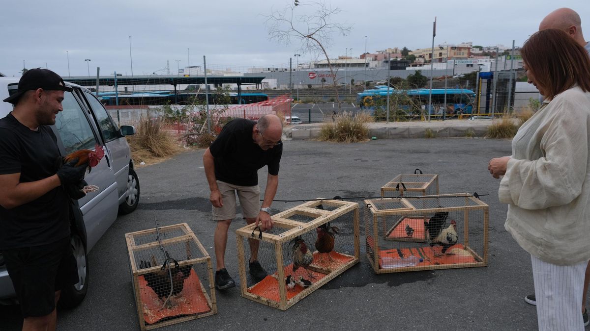 El Ayuntamiento inicia una actuación especial de retirada de aves en el barrio de La Paterna.