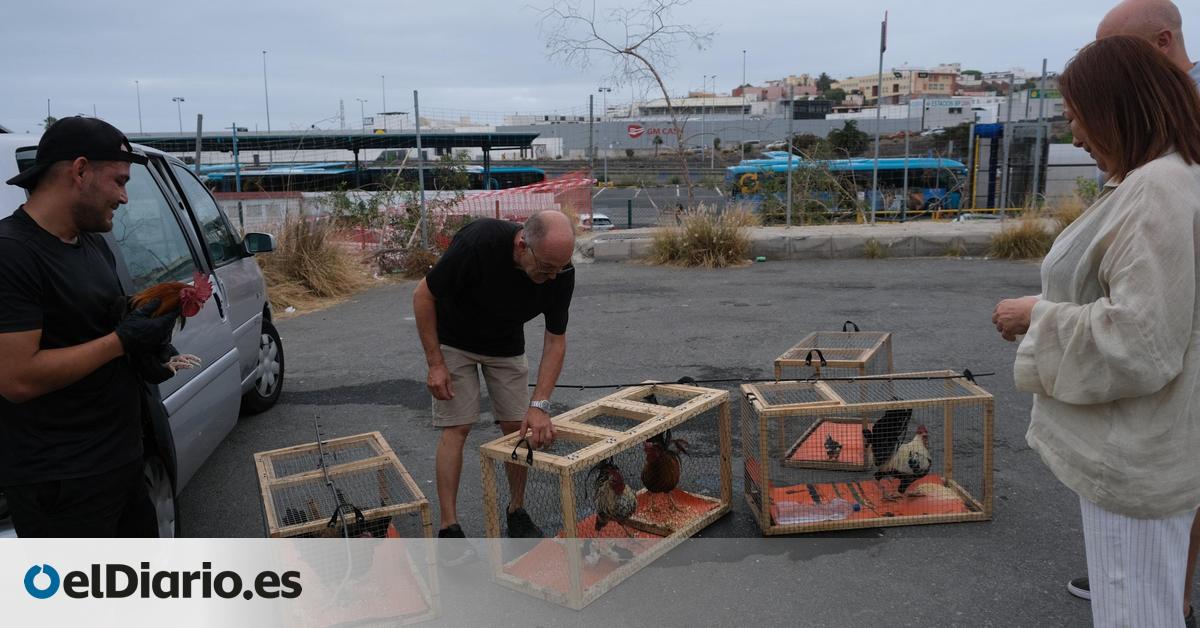 Las Palmas de Gran Canaria inicia una actuación especial de captura de aves en La Paterna, previa a la desratización