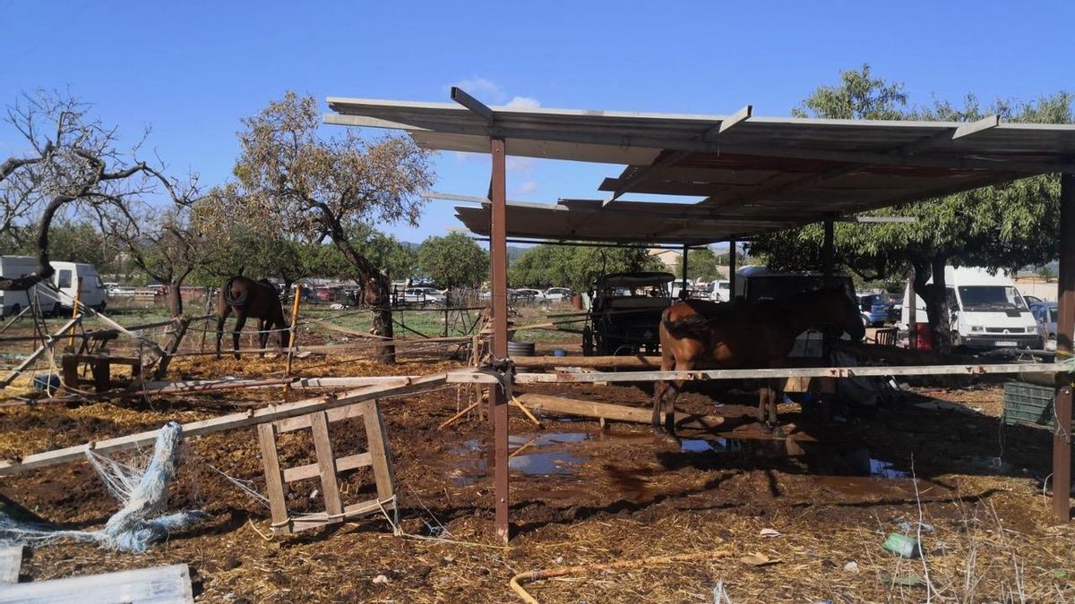 Els dos cavalls de la calessa 72, segons els animalistes, en una foto presa durant una de les visites de Progreso en Verde a sa Indioteria
