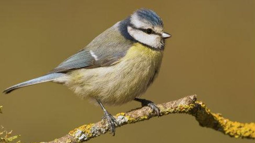 Cyanistes caeruleus_herreruelo comun