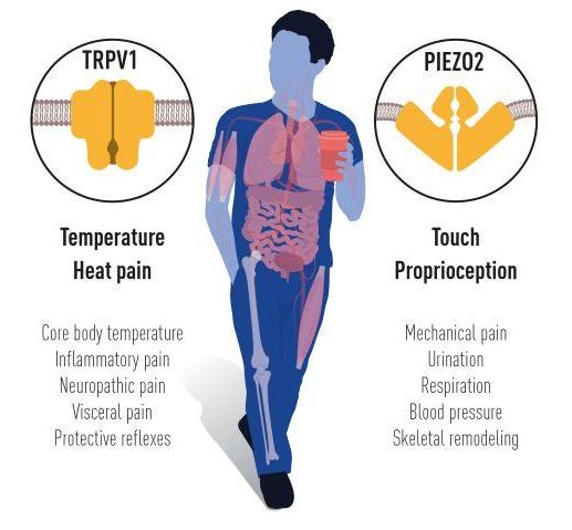 El galardón de este año explica cómo el calor, el frío y el tacto pueden iniciar señales en nuestro sistema nervioso. Los canales iónicos identificados son importantes para muchos procesos fisiológicos y enfermedades. / Premio Nobel