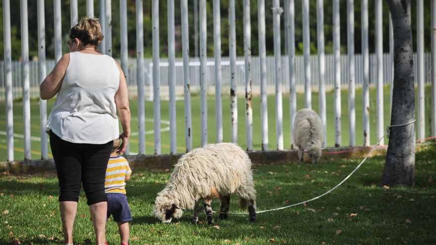 Una de las ovejas churra lebrijana pastando en el Parque de San Jerónimo.