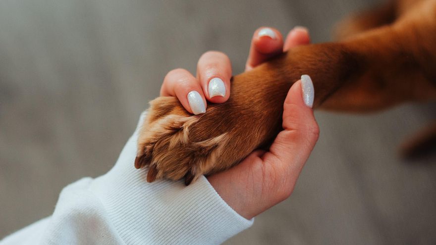 ¿Tengo que comunicar la muerte de un perro o gato? Esto es lo que dice la Ley de Bienestar Animal