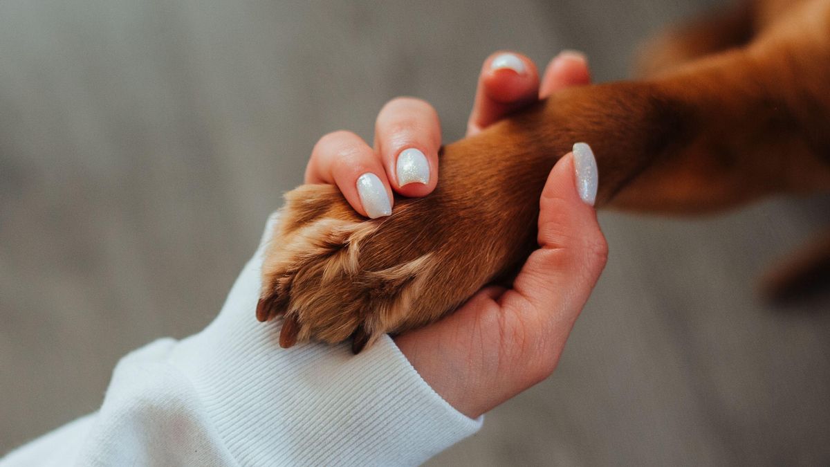 ¿Tengo que comunicar la muerte de un perro o gato? Esto es lo que dice la Ley de Bienestar Animal