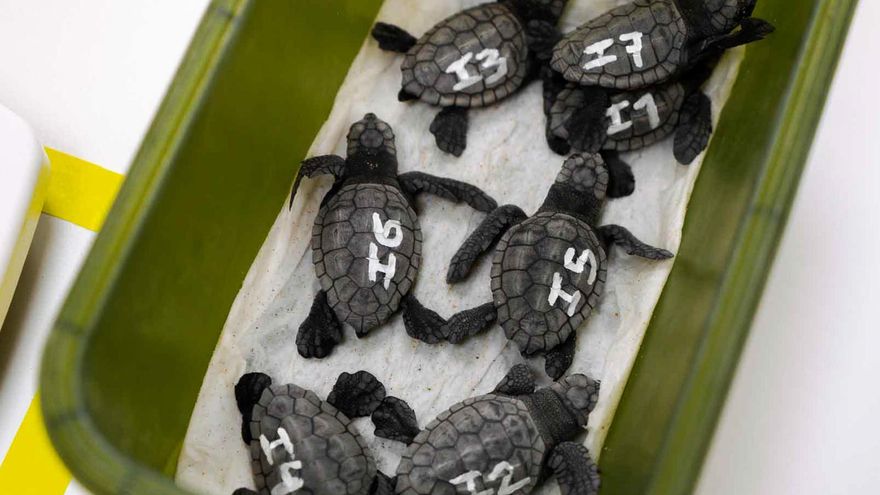 Nacen varias decenas de ejemplares de tortuga boba en la playa de Levante de Benidorm