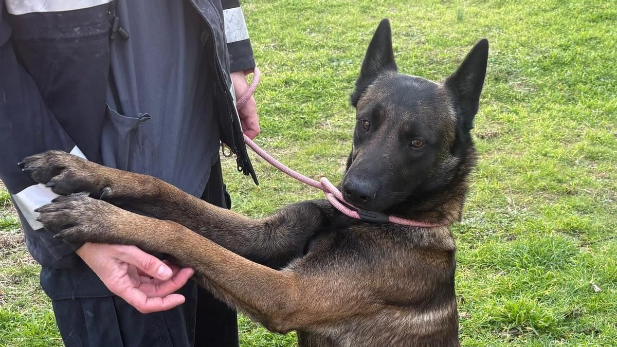 Adoptar frente a abandonar: el reto pendiente en la protección animal en Zaragoza