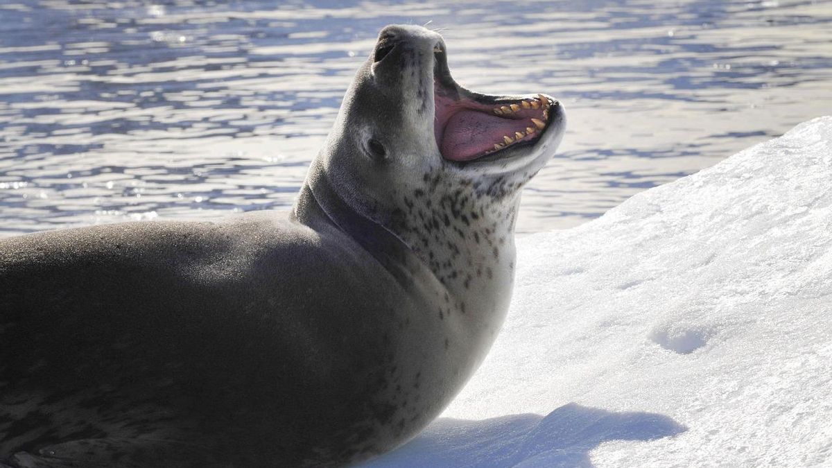 Sorpresa para los científicos: las canciones de amor de las focas leopardo nos suenan de algo
